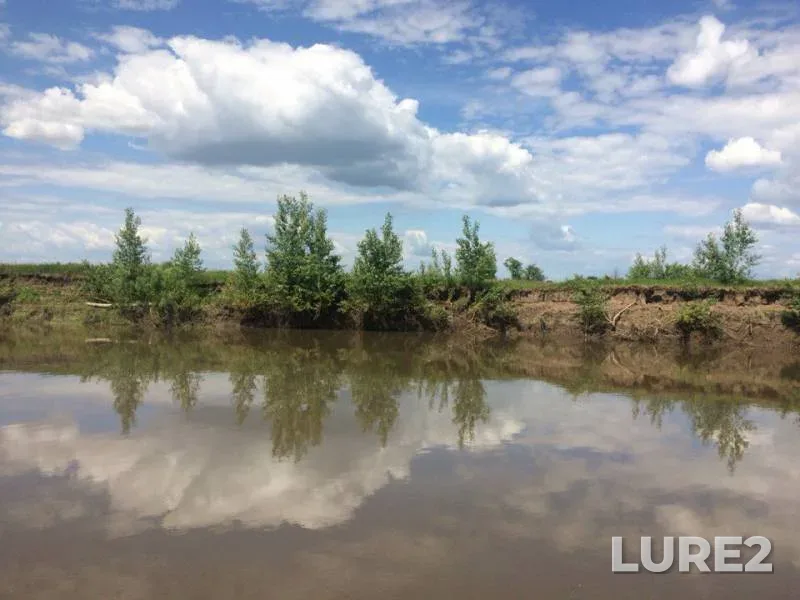 Bream, White bream — Sheshma, Jun 05, 2016