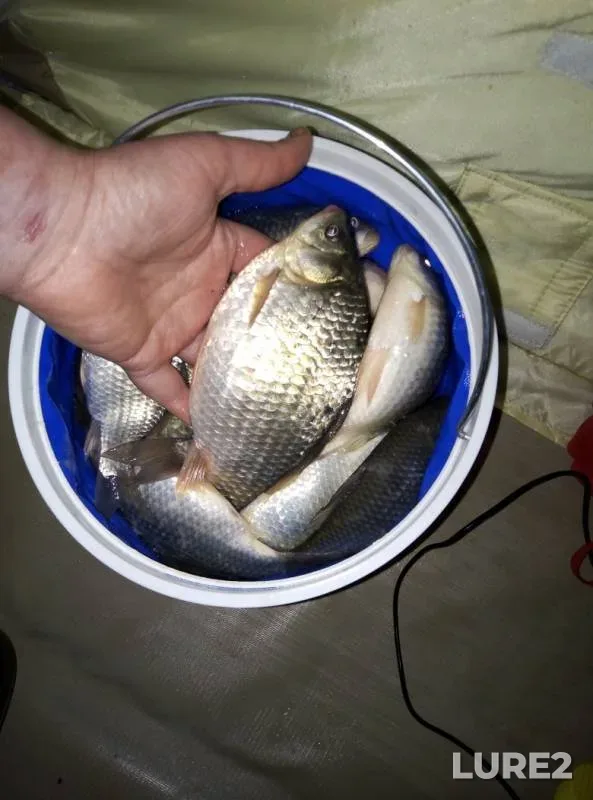 Crucian carp — Uyelgi, Dec 15, 2018