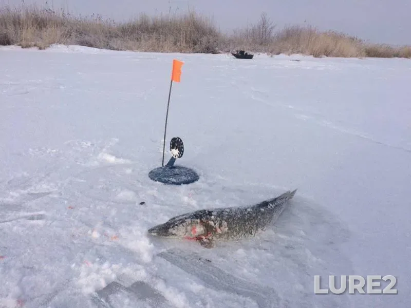 Perch, Pike — Chebarkul, Dec 02, 2016