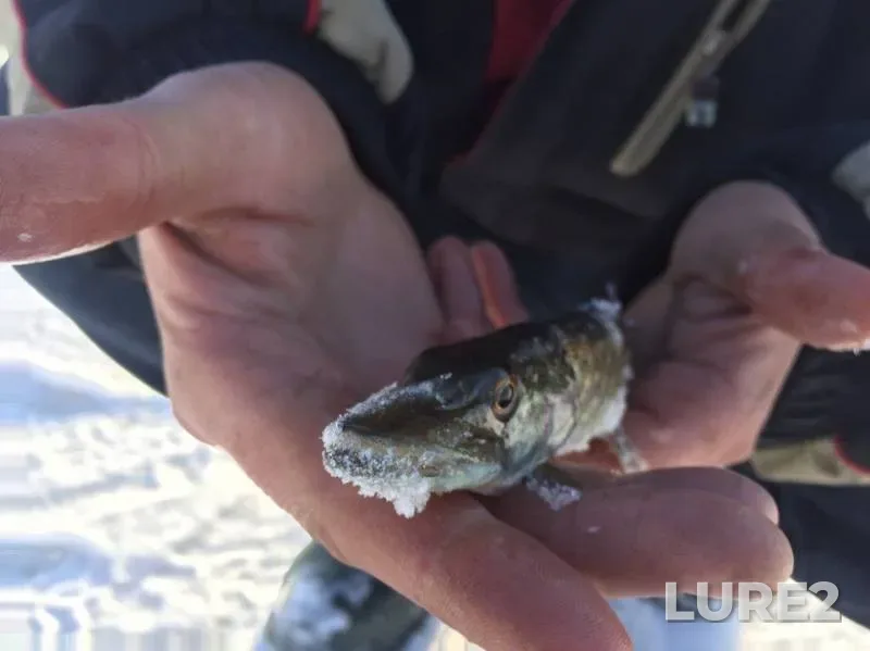 Pike — Mikolaїvska oblast, Jan 12, 2017