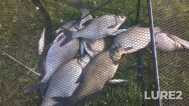 Bream — Bolshoy kanal, Jun 21, 2017