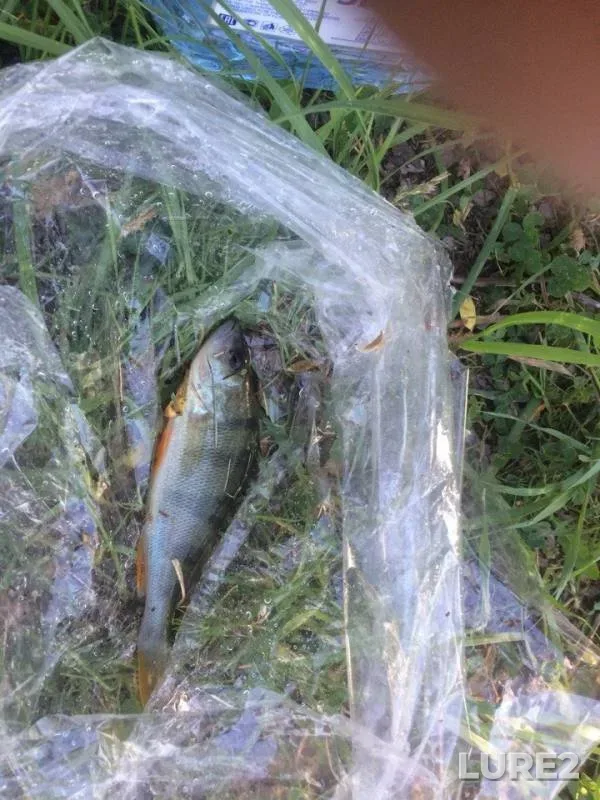 Carp — Rabotnya, May 18, 2018