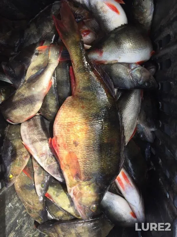 Perch — Leningradskaya oblast, Vyborgskiy rayon, Jun 01, 2018