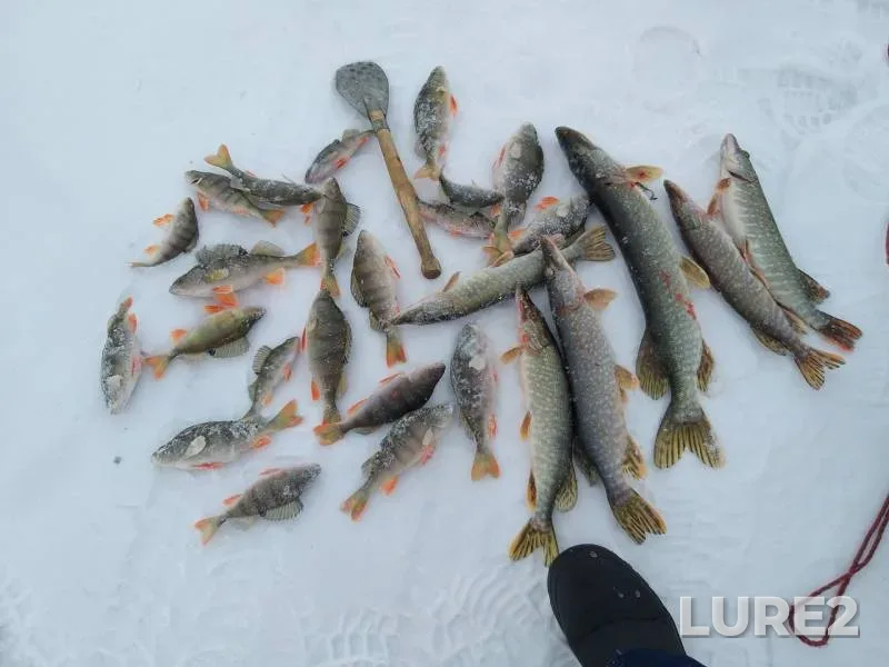 Perch, Pike — Chelyabinskaya oblast, Uyskiy rayon, Dec 16, 2018