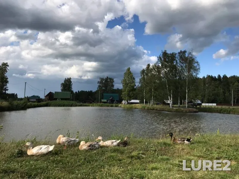 Carp — Perekhanovo, Jul 04, 2019