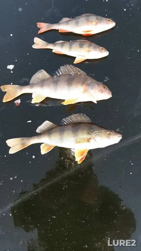 Perch — Kuzminskiy, Nov 24, 2019
