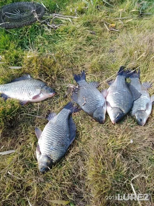 Crucian carp — Serdezhanka, Oct 04, 2019