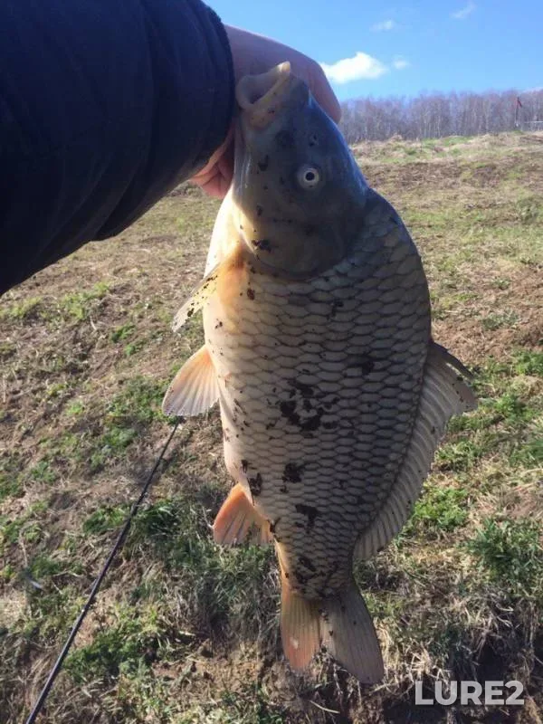 Carp — Severka, Apr 15, 2017
