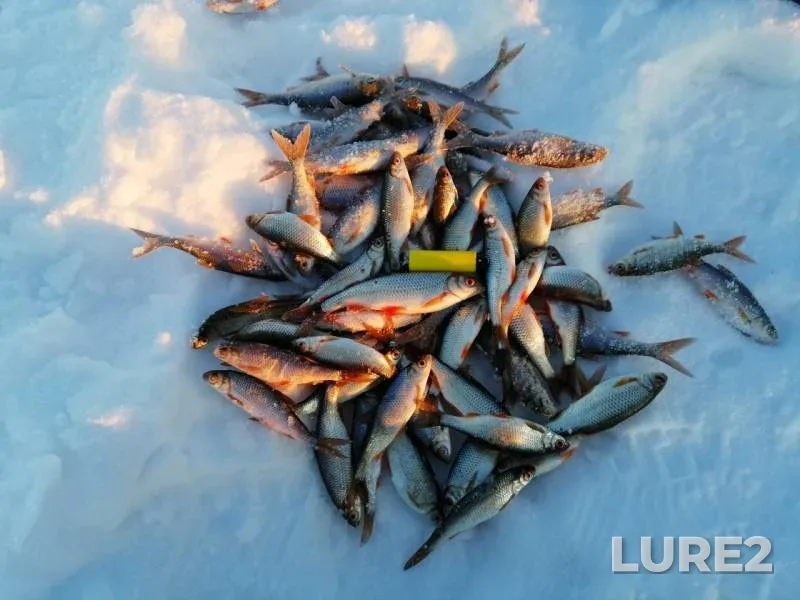 Perch, Roach — Maloye Miassovo, Jan 07, 2019