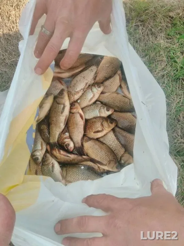 Crucian carp — Samarskaya oblast, Apr 14, 2019