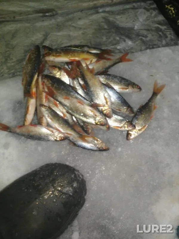 Roach — Turgoyak, Jan 10, 2019