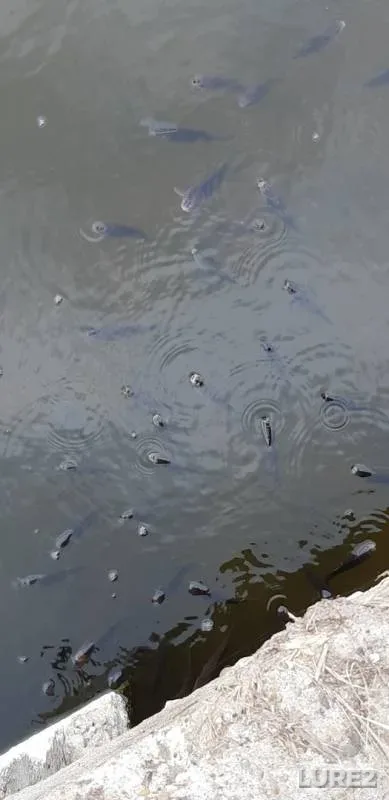 Crucian carp — Samarskaya oblast, May 06, 2019