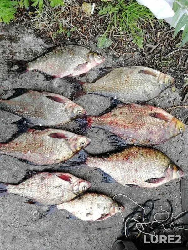 Bream — Volga, Jun 16, 2019