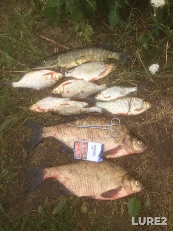 Bream, Pike — Tvertsa, Jun 16, 2019