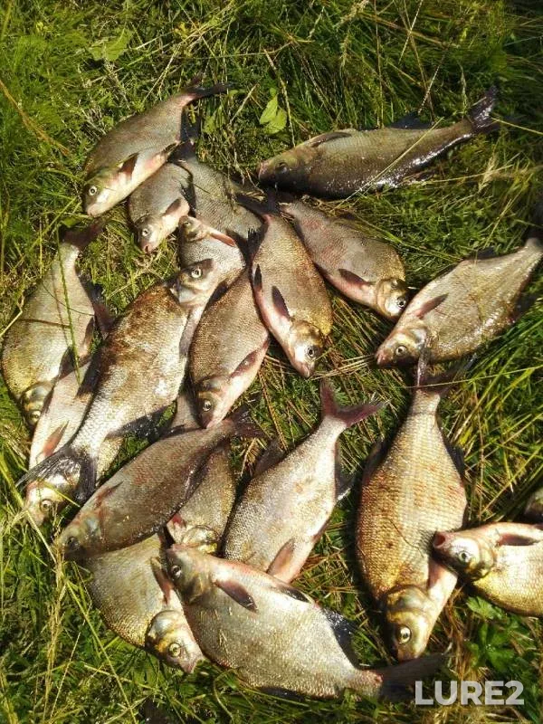 Bream — Volga, Jun 17, 2019