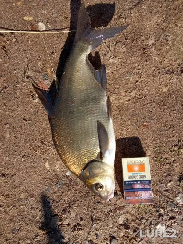Bream — Volga, Jun 19, 2019