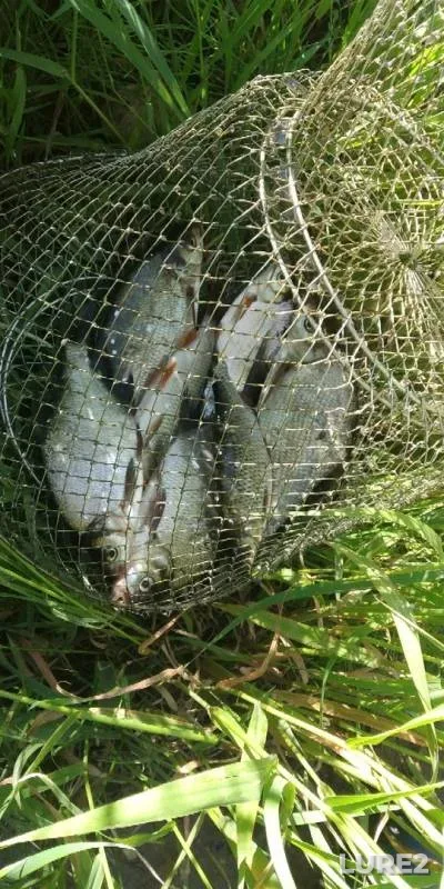 White bream — Volga, Jun 19, 2019