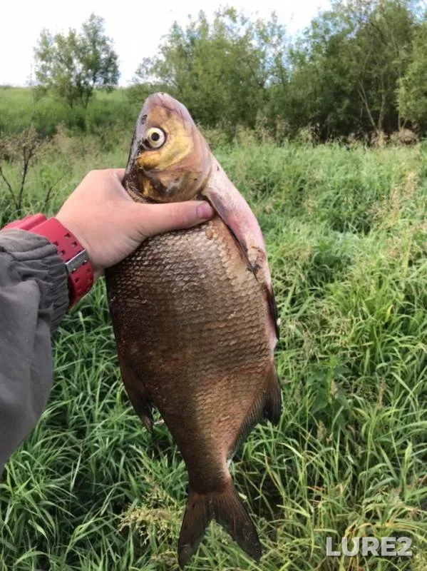 Bream — Tvertsa, Jun 19, 2019