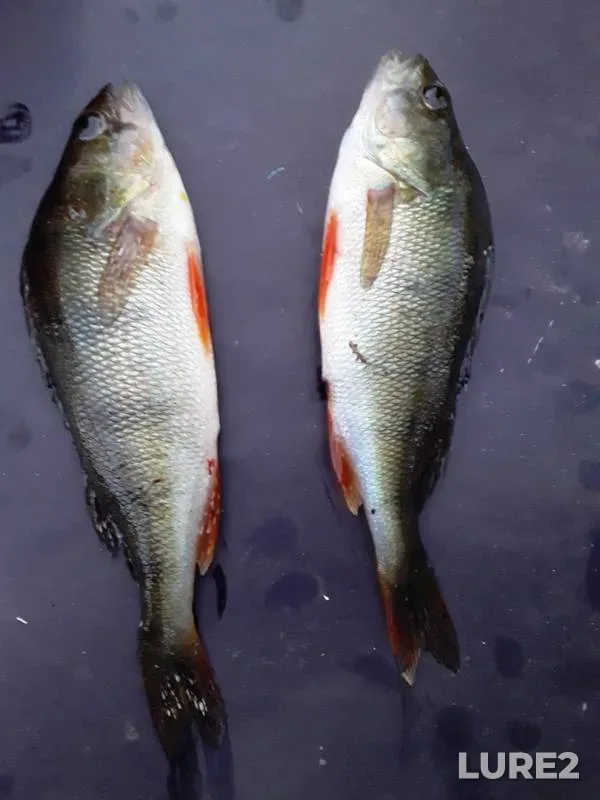Perch — Logovezh, Jun 20, 2019