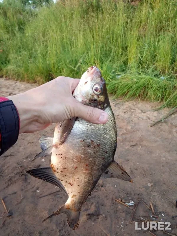 Bream — Volga, Jun 22, 2019