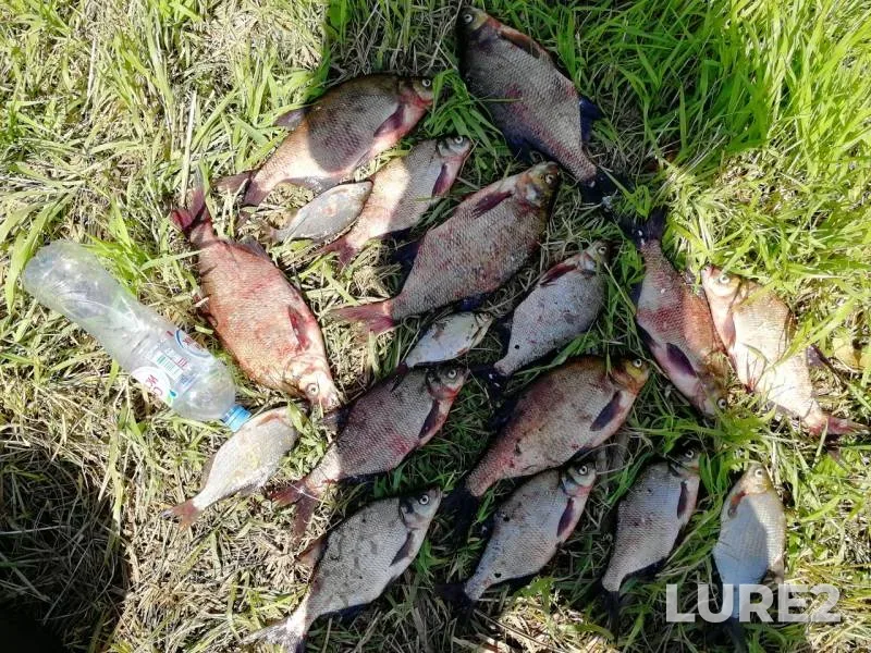 Bream — Volga, Jun 23, 2019