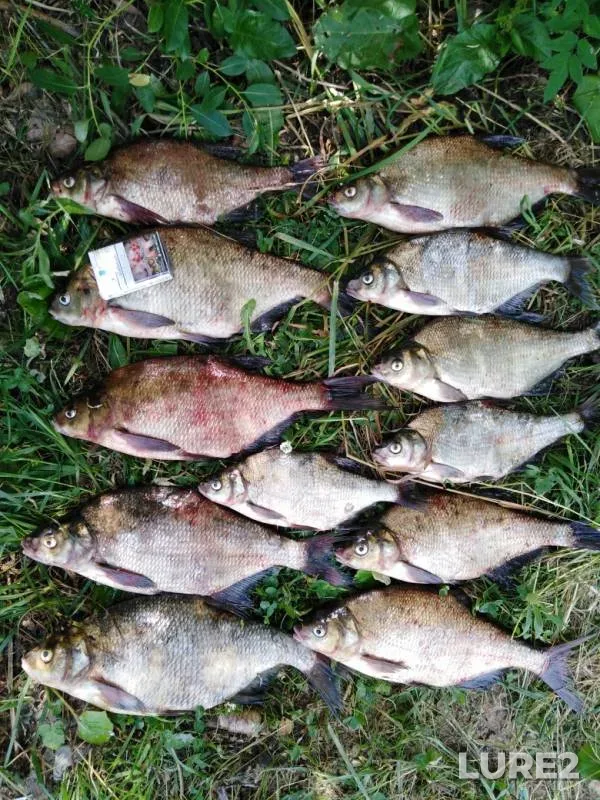 Bream — Volga, Jun 23, 2019