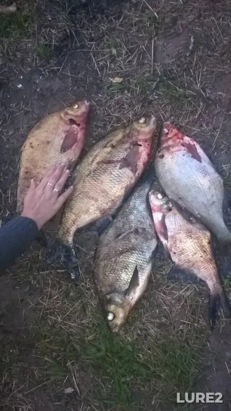 Bream — Volga, Jun 23, 2019