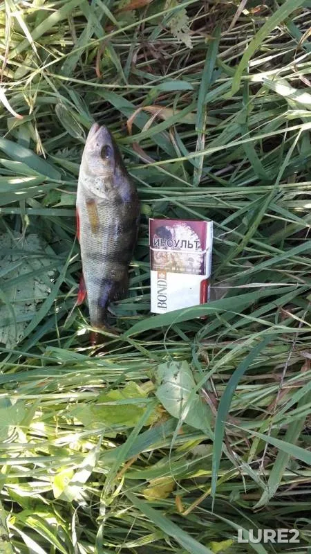 Perch — Tvertsa, Jun 25, 2019