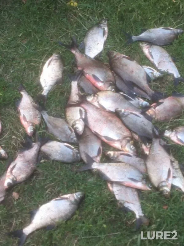 Bream — Ivankovskoye, Jul 03, 2019