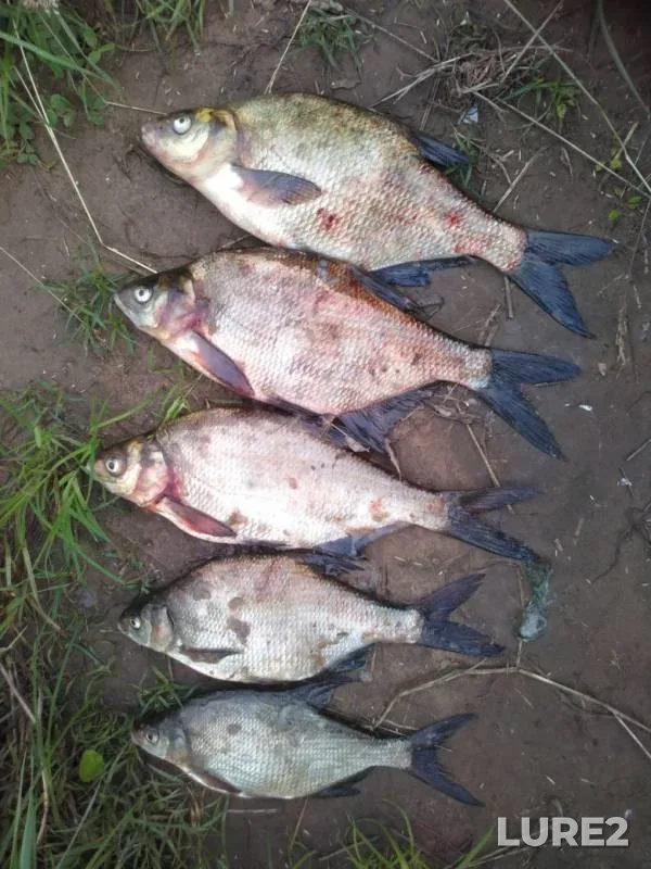 Bream — Beleutovka, Jul 05, 2019