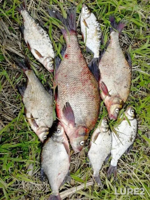 Bream — Volga, Jul 06, 2019
