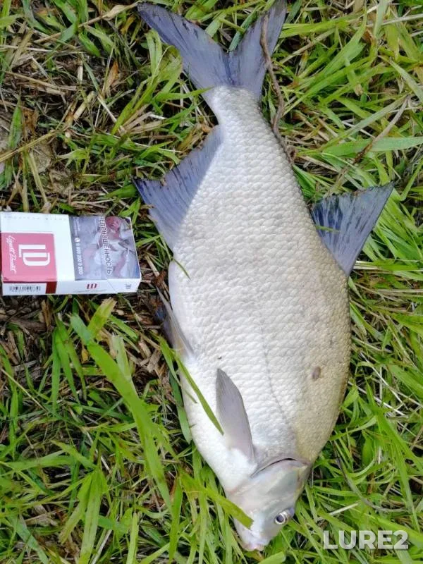 Bream — Volga, Jul 07, 2019