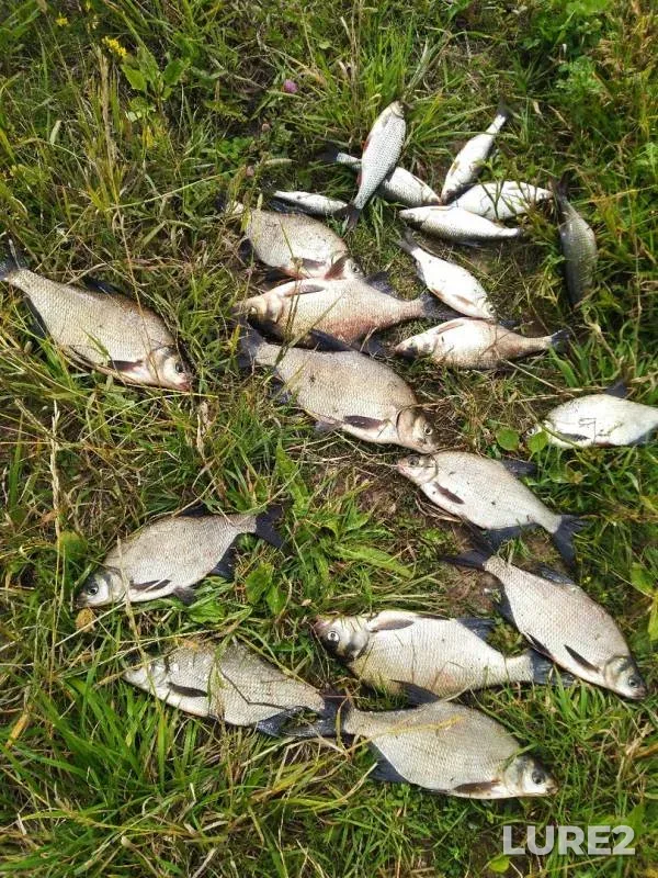 Bream — Inga, Jul 10, 2019