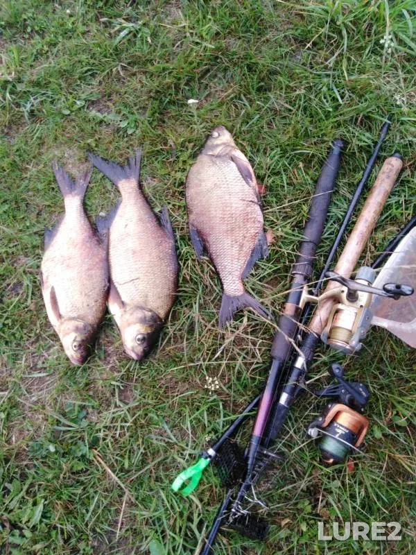 Bream — Tvertsa, Jul 11, 2019