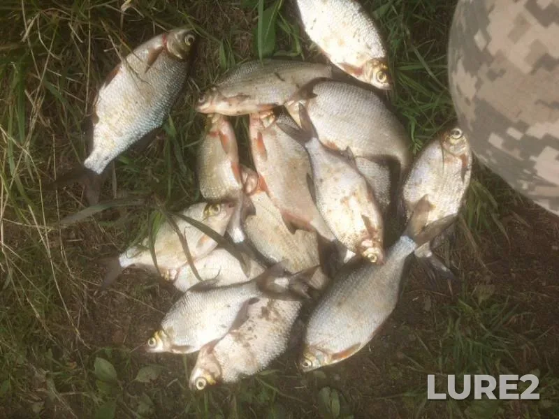 Bream, White bream — Tvertsa, Jul 14, 2019