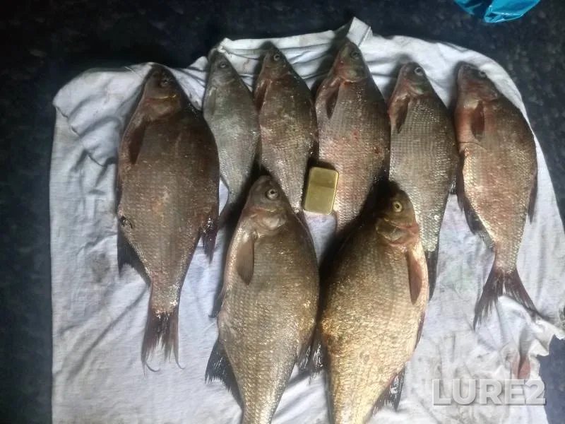 Bream — Volga, Jul 17, 2019