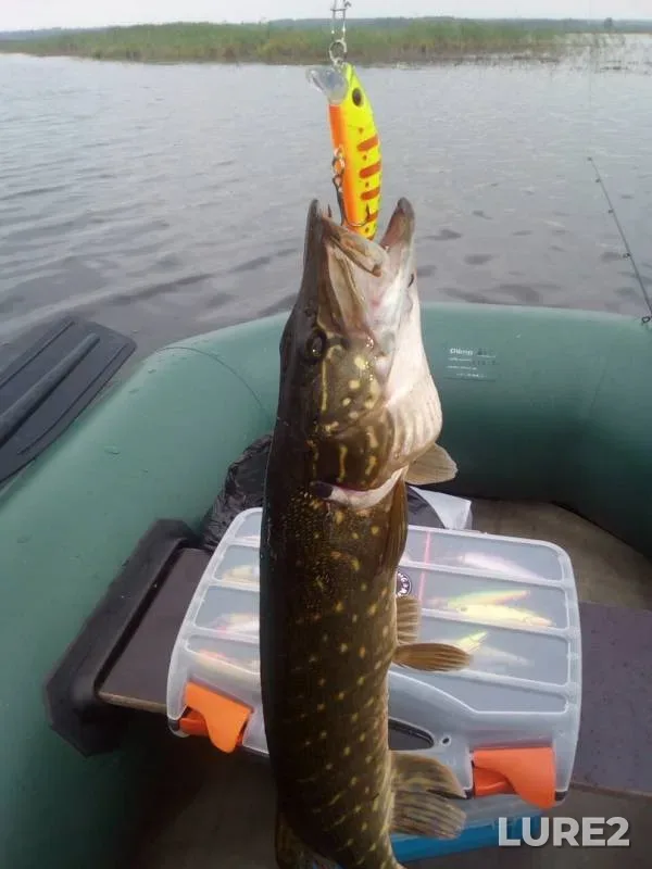 Pike — Tverskaya oblast, Jul 17, 2019