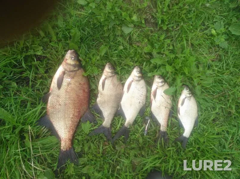 Bream — Volga, Jul 20, 2019