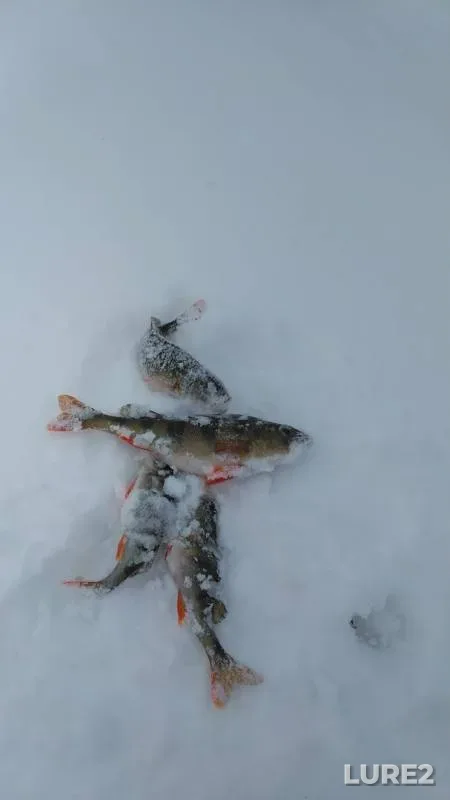 Perch — Miass, Mar 03, 2019