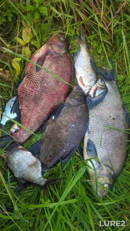 Bream — Volga, Jul 21, 2019