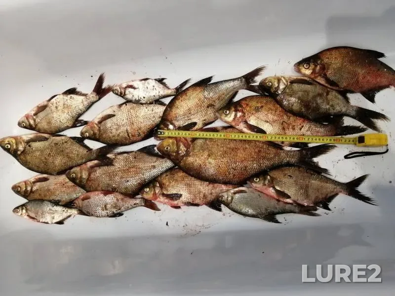 Bream — Volga, Jul 21, 2019