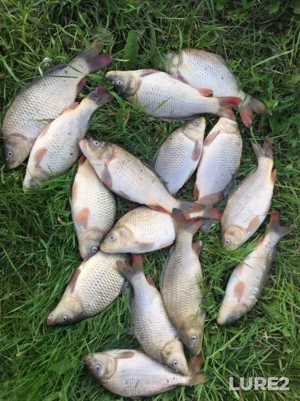 Carp — Tverskaya oblast, Jul 21, 2019