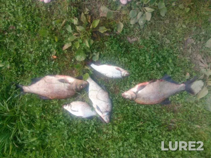Bream — Volga, Jul 22, 2019