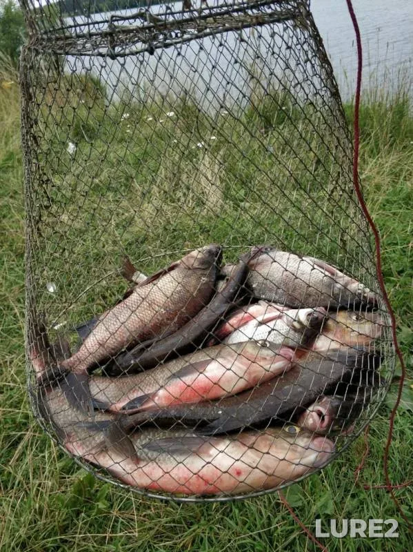 Bream — Volga, Jul 24, 2019