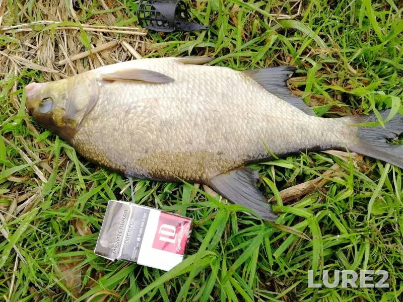 Bream — Volga, Jul 24, 2019