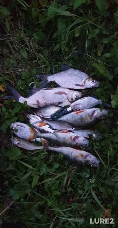 Bream, Perch — Shosha, Jul 26, 2019