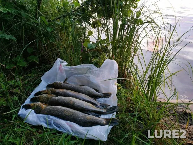 Pike — Volga, Jul 26, 2019