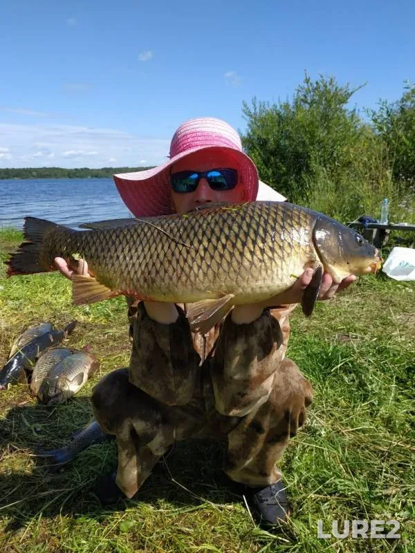 Carp — Sheyno, Jul 28, 2019