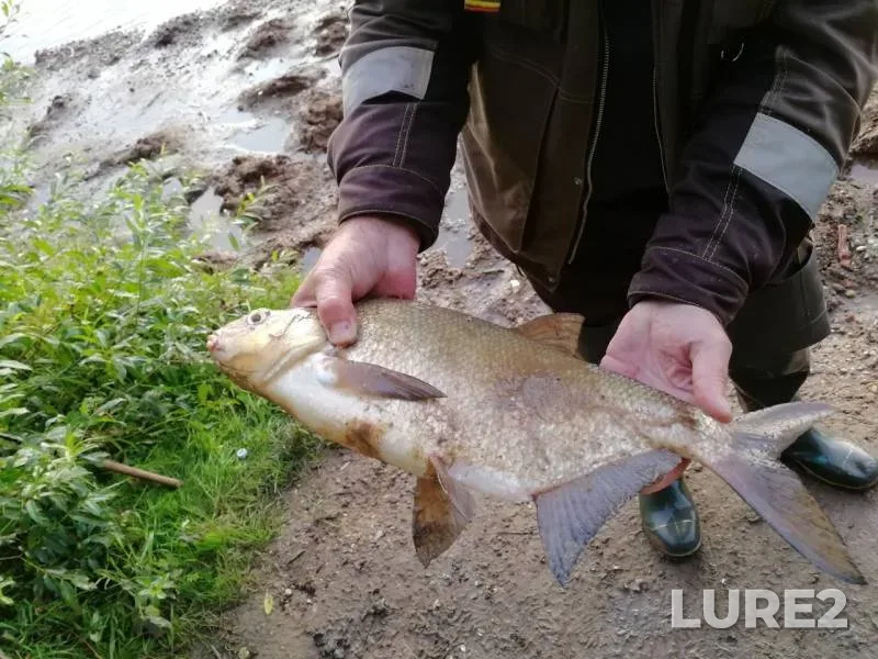 Bream — Volga, Aug 03, 2019