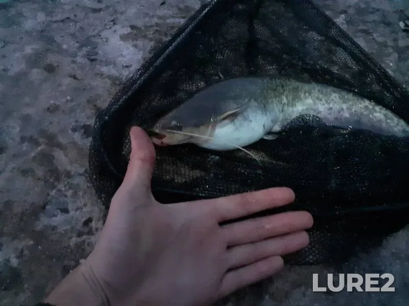Bream — Volga, Aug 17, 2019